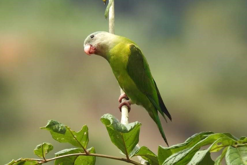Importancia Biológica